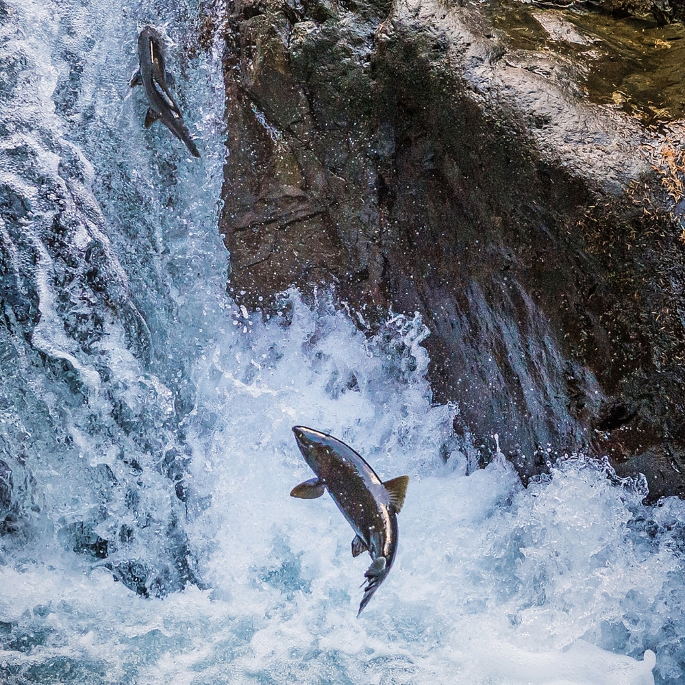 Meet your Posher, Expather Designs